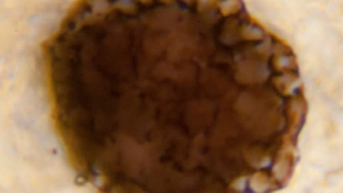 Skamielina ma miliard lat.