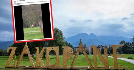 Chwile grozy w Zakopanem. Łania zaatakowała dziecko