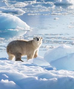 Nowy gatunek niedźwiedzi polarnych, które nie potrzebują lodu. Historyczne odkrycie naukowców z USA