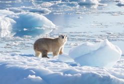 Nowy gatunek niedźwiedzi polarnych, które nie potrzebują lodu. Historyczne odkrycie naukowców z USA