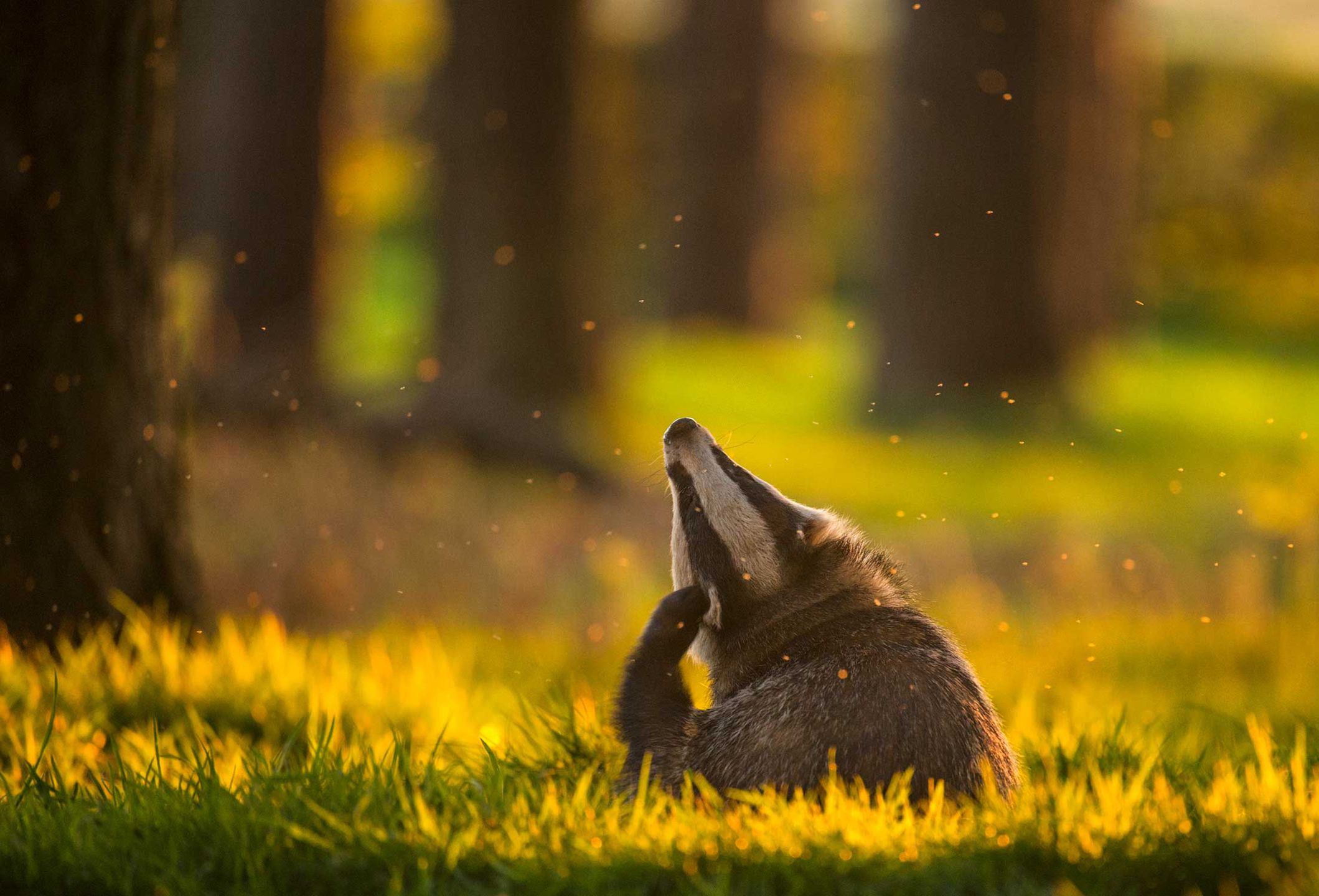 British Wildlife Photography Awards 2017 – najlepsze zdjęcia dzikiej przyrody z Wielkiej Brytanii. Zobaczcie ich historie 2