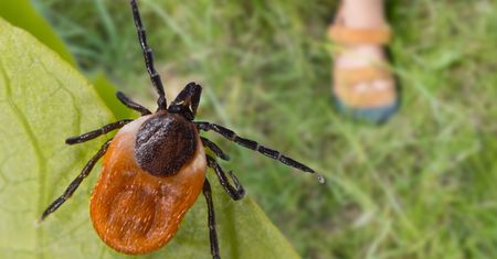 Weź z szafki kuchennej i zrób spray. Kleszcze będą omijać cię szerokim łukiem