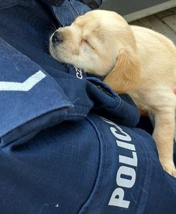 Kutno. Policjanci uratowali porzucone szczeniaki