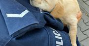 Kutno. Policjanci uratowali porzucone szczeniaki