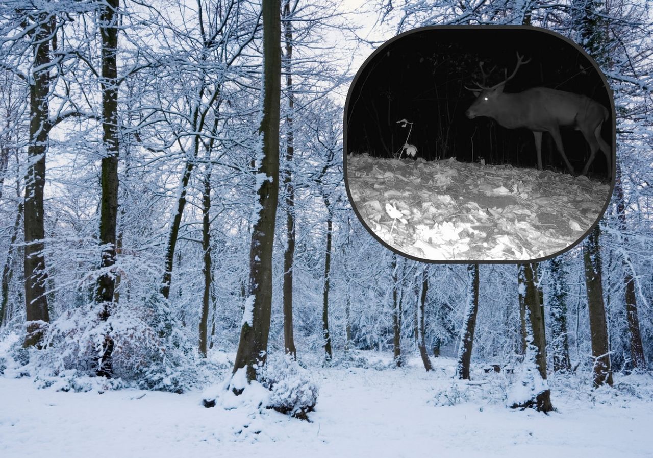 Kamera uchwyciła wędrówkę leśnych zwierząt