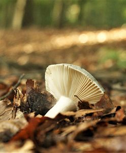 Zatrucie grzybami. Objawy? Gdzie sprawdzić, czy grzyby są jadalne?