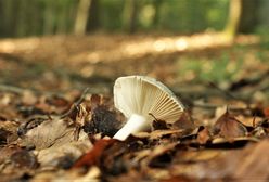 Zatrucie grzybami. Objawy? Gdzie sprawdzić, czy grzyby są jadalne?