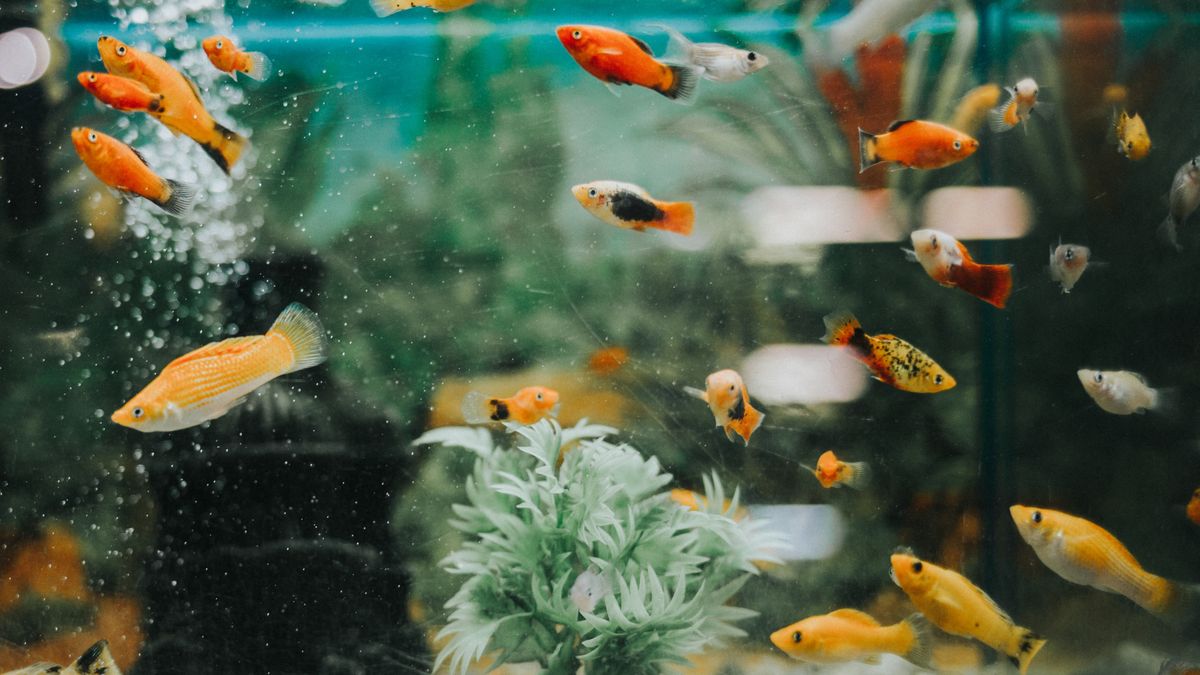 Krzyżówka o zwierzętach akwariowych