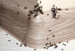Posyp, a mrówki same się wyniosą. Genialny patent