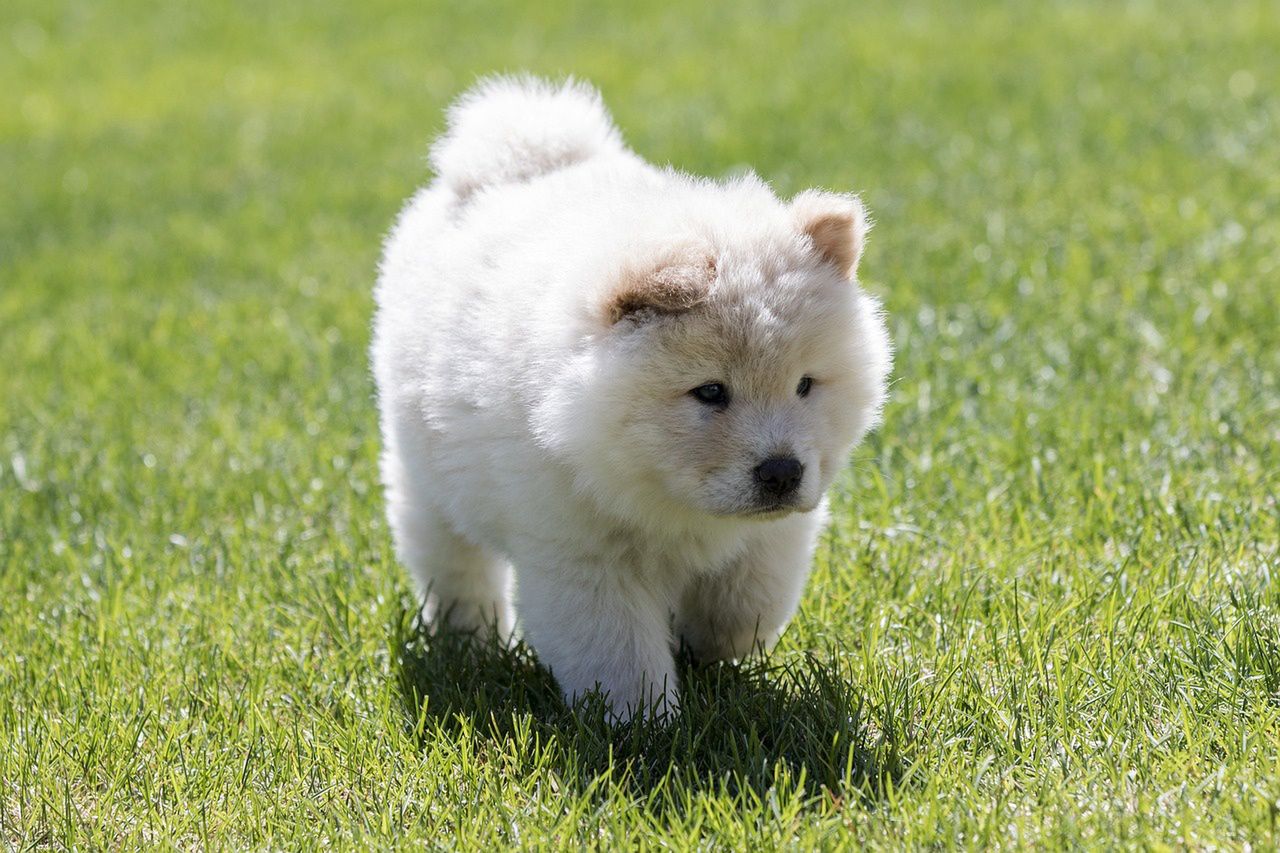 Najpiękniejsze i najdroższe rasy psów. Chow chow