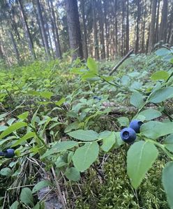Oszustwo podczas zakupu jagód i śmietany. Kobieta poniosła duże straty