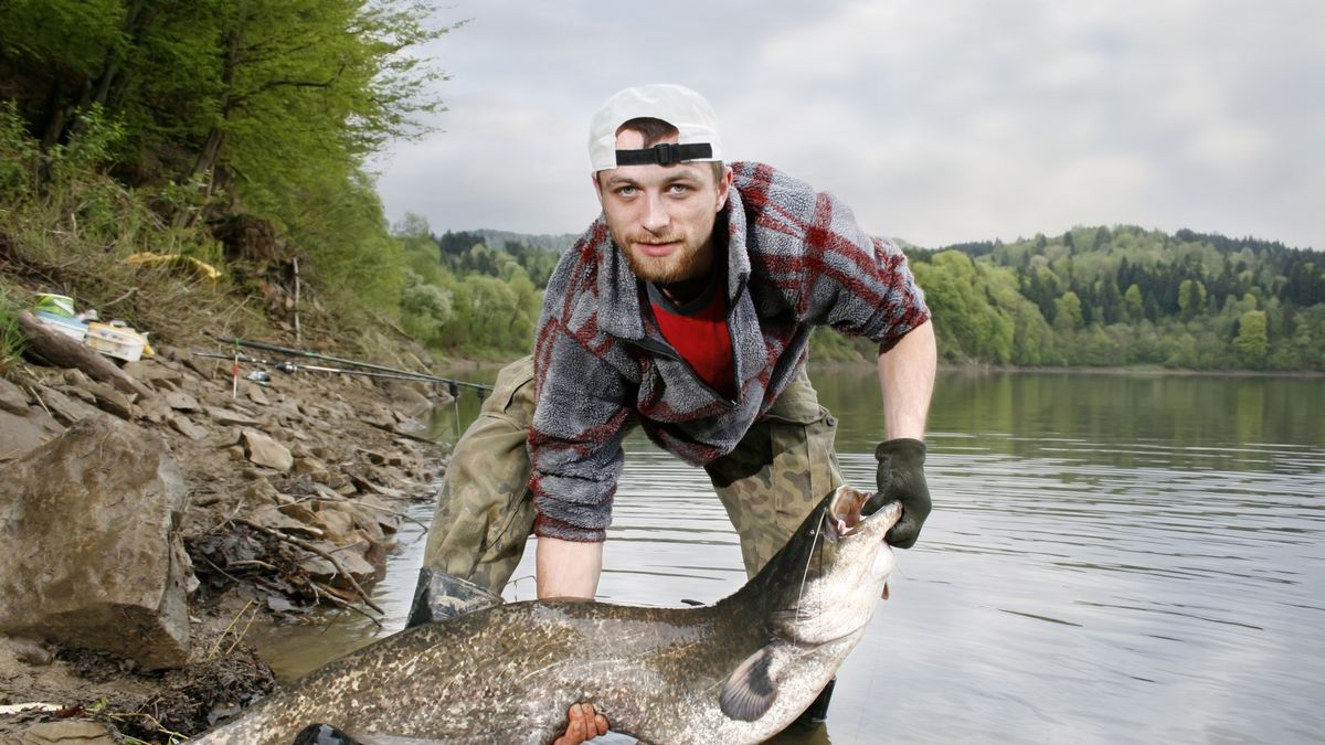 Łowienie sumów nieetyczne