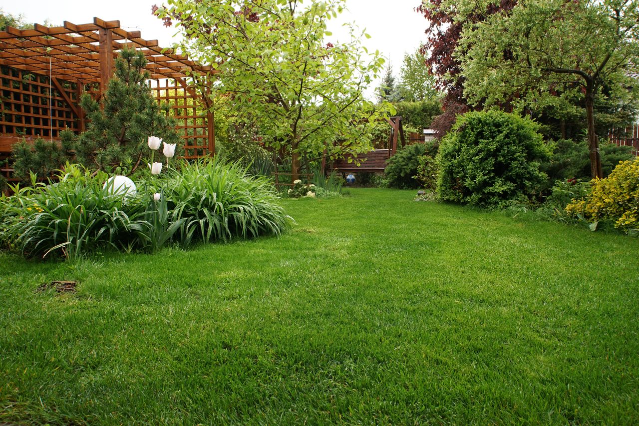 Homemade lawn fertilizer for a lush garden by spring