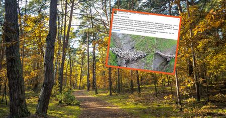 Natknęli się na niezwykłe znalezisko. Leśnicy pod wrażeniem