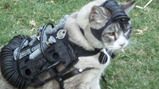 A miau-o być tak pięknie w CIA 1