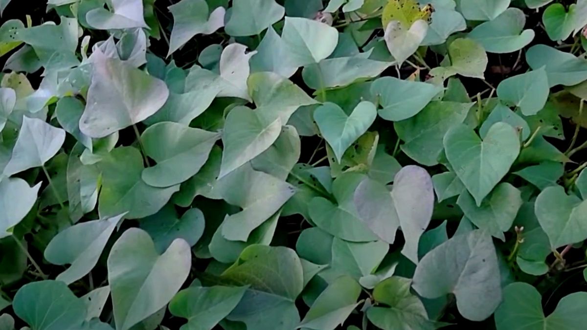 Liście batata to niedoceniane skarby kuchni, ponieważ są lekkie, odżywcze i wszechstronne.