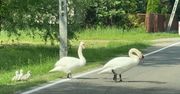 "Tata" zatrzymał ruch na drodze. Wszystko nagrali