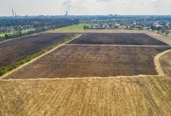 Dzień Ziemi. Wrocław zyska "zielone płuca". Rozpoczęły się nasadzenia na Osobowicach