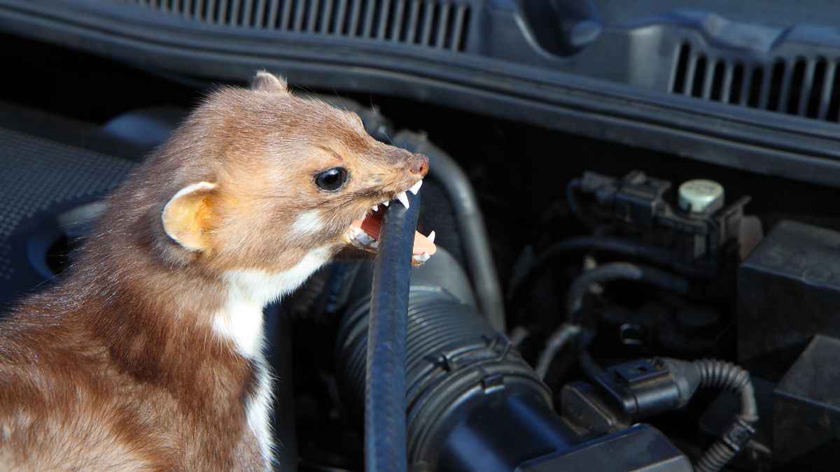 Kuny mogą nawet unieruchomić samochód