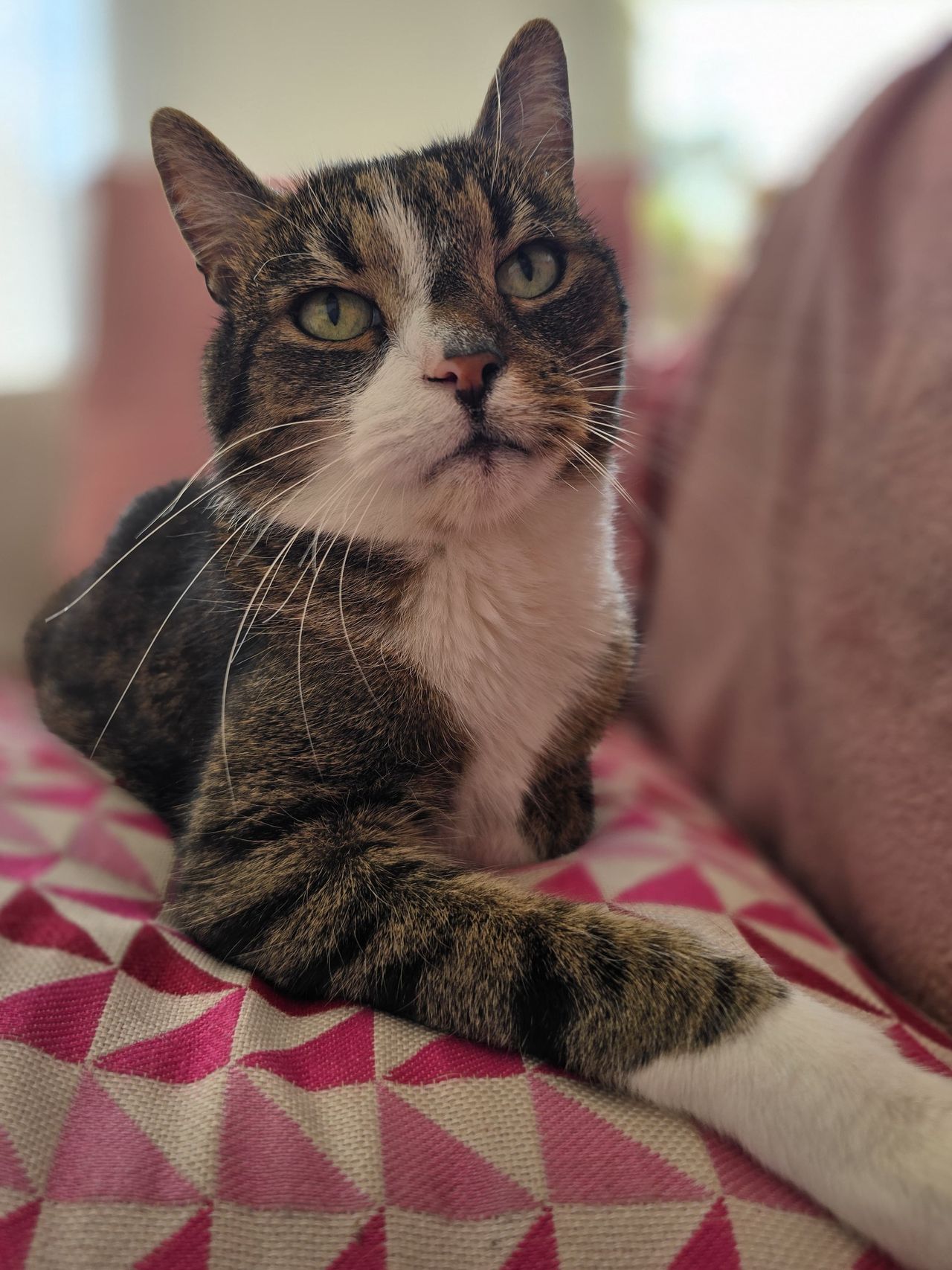 Co kot chce ci powiedzieć? Kocia mowa ciała - przewodnik