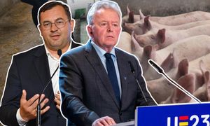 "Świnie były po 9 zł/kg, teraz po 4,50 zł". Hodowcy wieszczą bankructwa. Politycy wymieniają ciosy w sieci