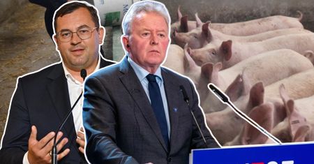 "Hodowla świń w Polsce już się skończyła". Wieszczą bankructwa