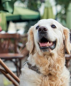 OC dla właścicieli psów. Jest pismo do MSWiA
