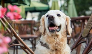 OC dla właścicieli psów. Jest pismo do MSWiA