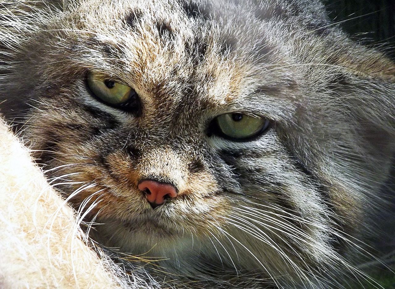 Manul z poznańskiego zoo znaleziony. Ukrywał się niedaleko ogrodu zoologicznego