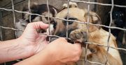 Wejherowo: Psa trzymał w piwnicy. Odpowie za znęcanie się