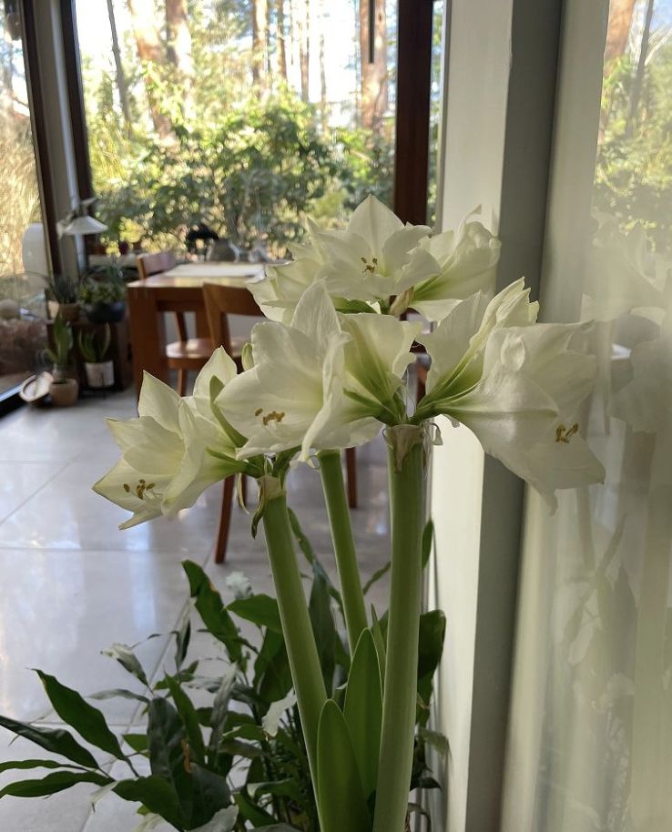 Salon Artura Barcisia