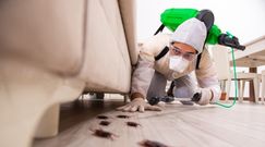 Niechciani lokatorzy w domu. Oto sposoby na pozbycie się karaluchów