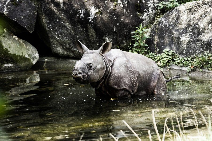 W ZOO urodził sie mały nosorożec!