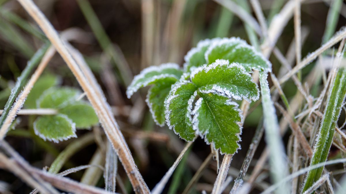 "Zimni ogrodnicy" to typowe zjawisko dla połowy maja