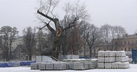 Koniec "Baobabu" na placu Litewskim. Drzewo umiera