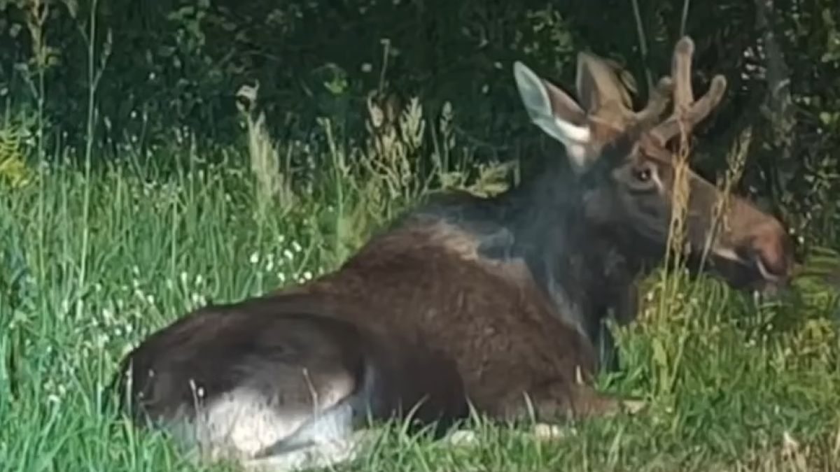 Łoś Emil widziany przy granicy z Bawarią.