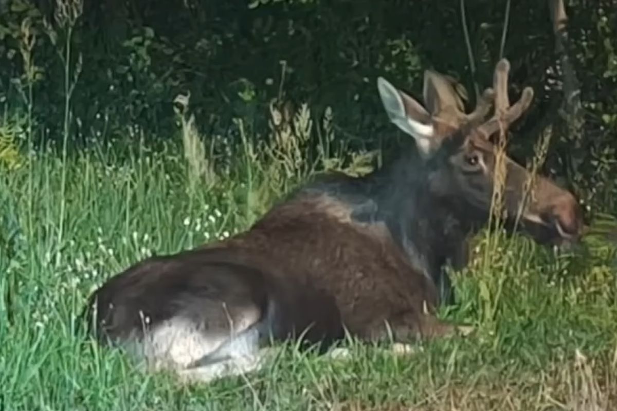 Łoś Emil znów hitem sieci. Był widziany przy granicy z Bawarią