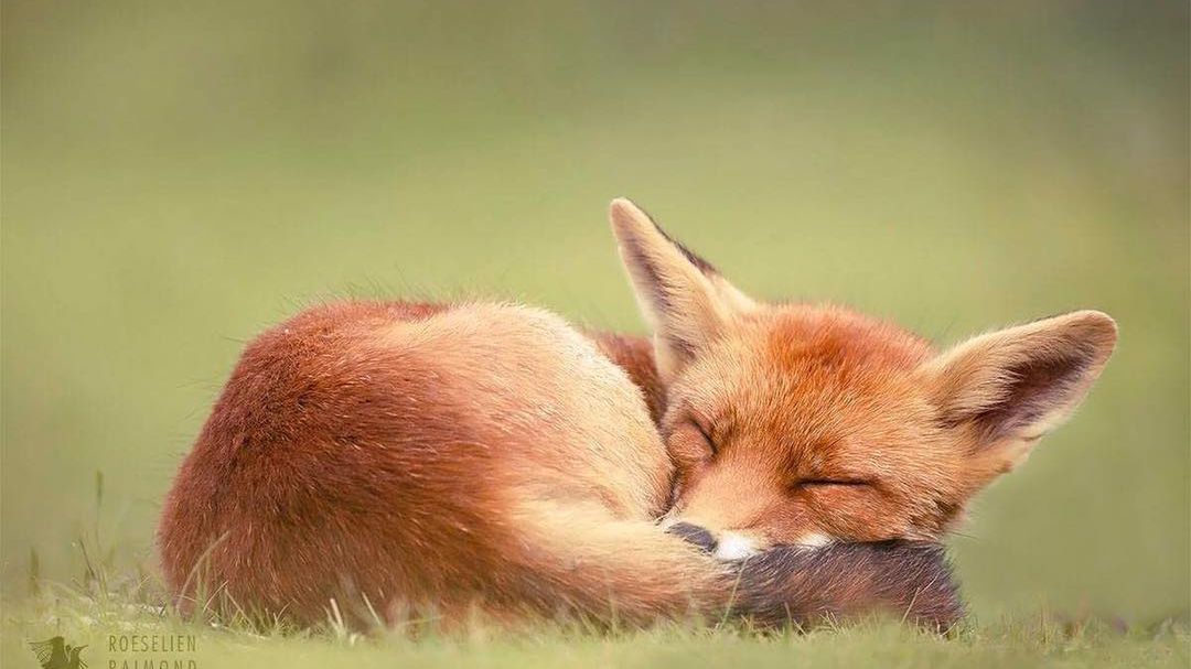 Lisy wcale nie są takie szczwane, jak mogłoby się wydawać. Ich wrażliwość pokazuje Roeselien Raimond 1