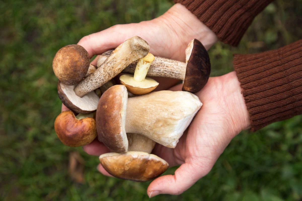 W lesie można znaleźć całą masę cennych grzybów