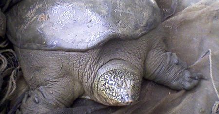 Nie żyje ostatnia samica gatunku. Ogromna strata dla światowej zoologii