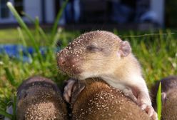 Plaga szczurów na Bielanach. "Są wszędzie"