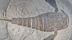 ''Morski skorpion'' wielkości człowieka sprzed 450 mln lat. Niezwykłe ustalenia naukowców z Czech