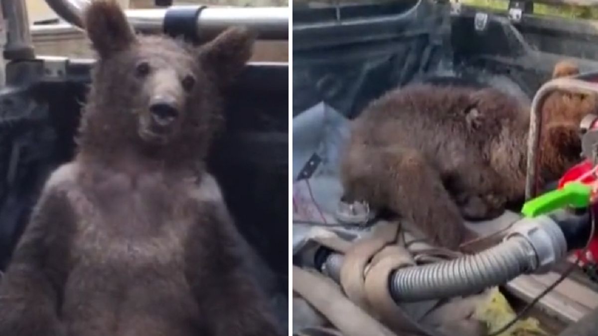 Pijany niedźwiedź trafił do weterynarza. Zwierzę było ledwo żywe