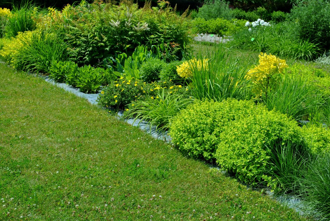 Efficient ways to eradicate moss infestation and maintain a healthy lawn