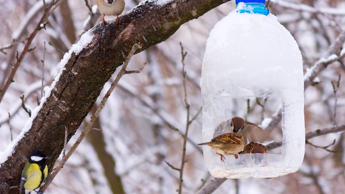 Karmnik dla ptaków zrobisz z domowych odpadów.