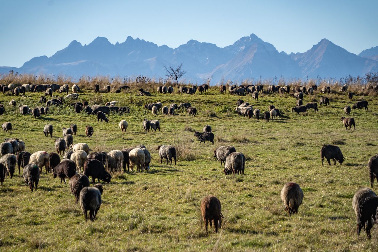 Owce, juhas, wypas owiec, Podhale