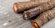 Wężymord (czarny korzeń) – właściwości i zastosowanie tego warzywa