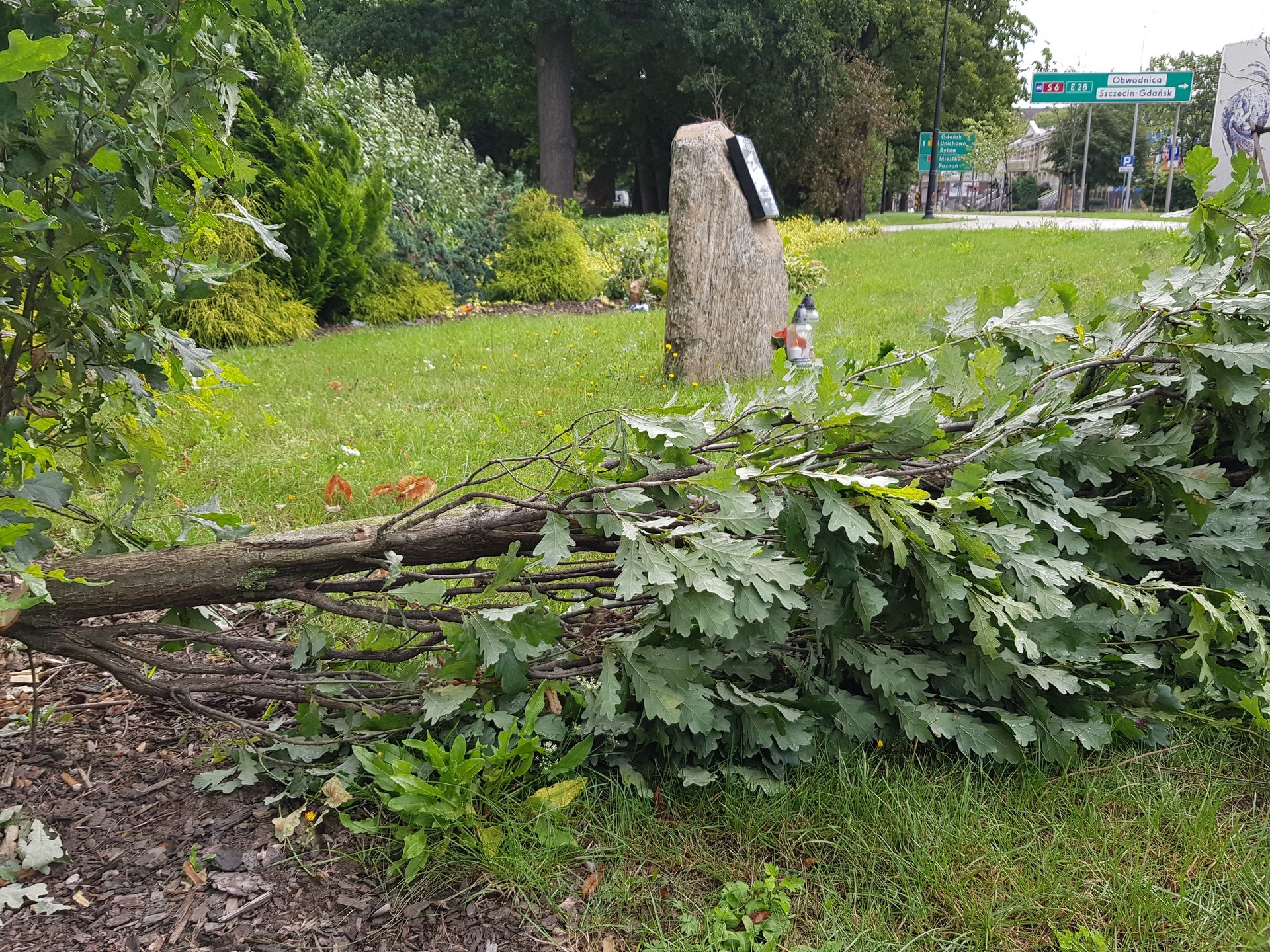 Słupsk. Ścięte dęby poświęcone Marii i Lechowi Kaczyńskim