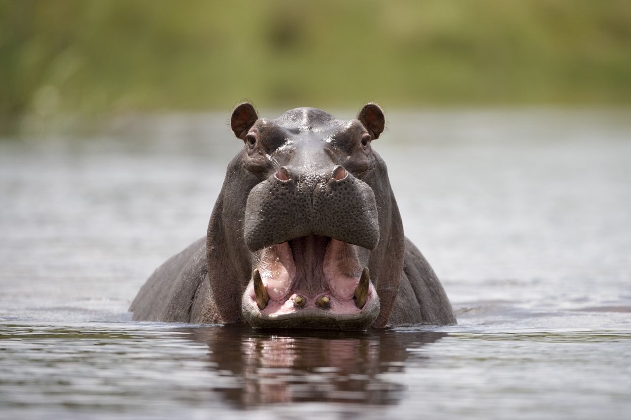 Hipopotam połknął dziecko. Akcja w Ugandzie