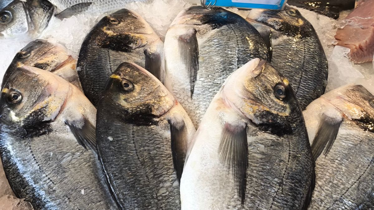 Dorada to niedoceniana ryba